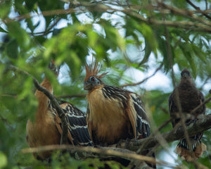Birds perched on branch in the Amazon