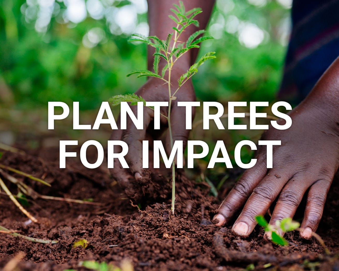 Planting Trees For Impact