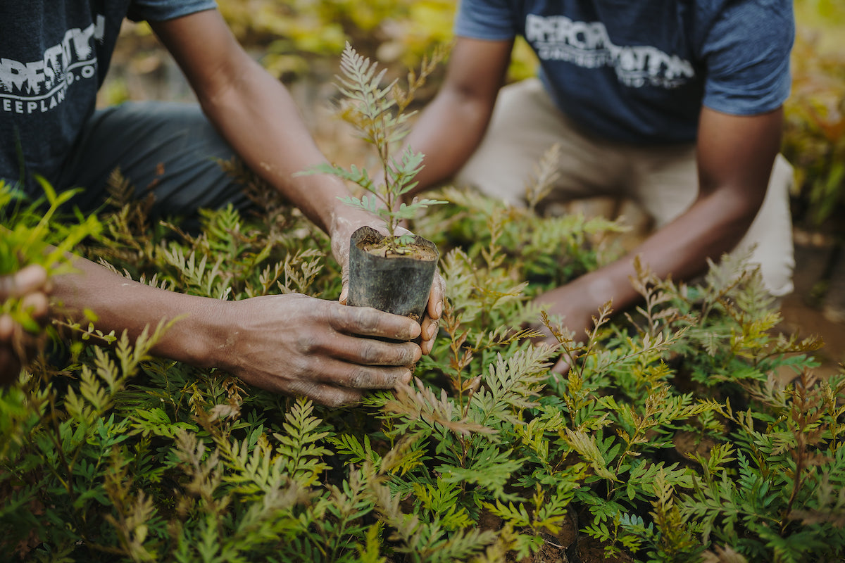 Two people in reforestation t-shirts holding seedlings in Rwanda