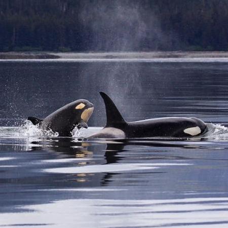 Protect the Endangered Orca