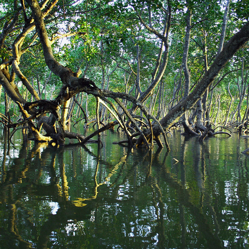 Mangroves vs Carbon
