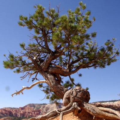 Ancient Bristlecone Pine - Plant A Tree Kit
