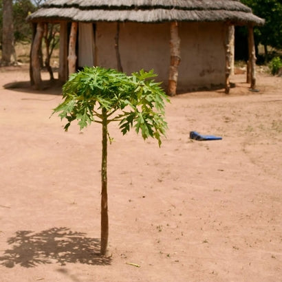 Tree in Uganda