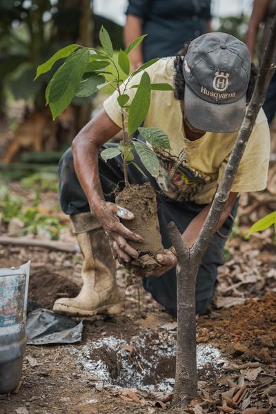 Man planting trees in Peru