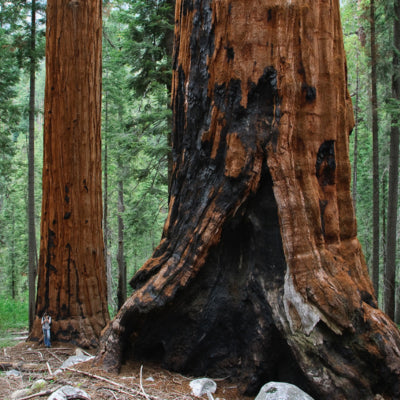 Giant Sequoia - Plant A Tree Kit