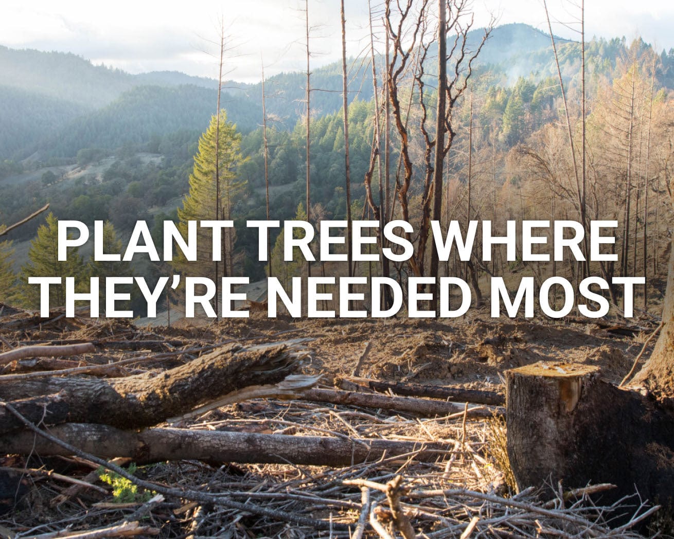 Plant trees where they’re needed most