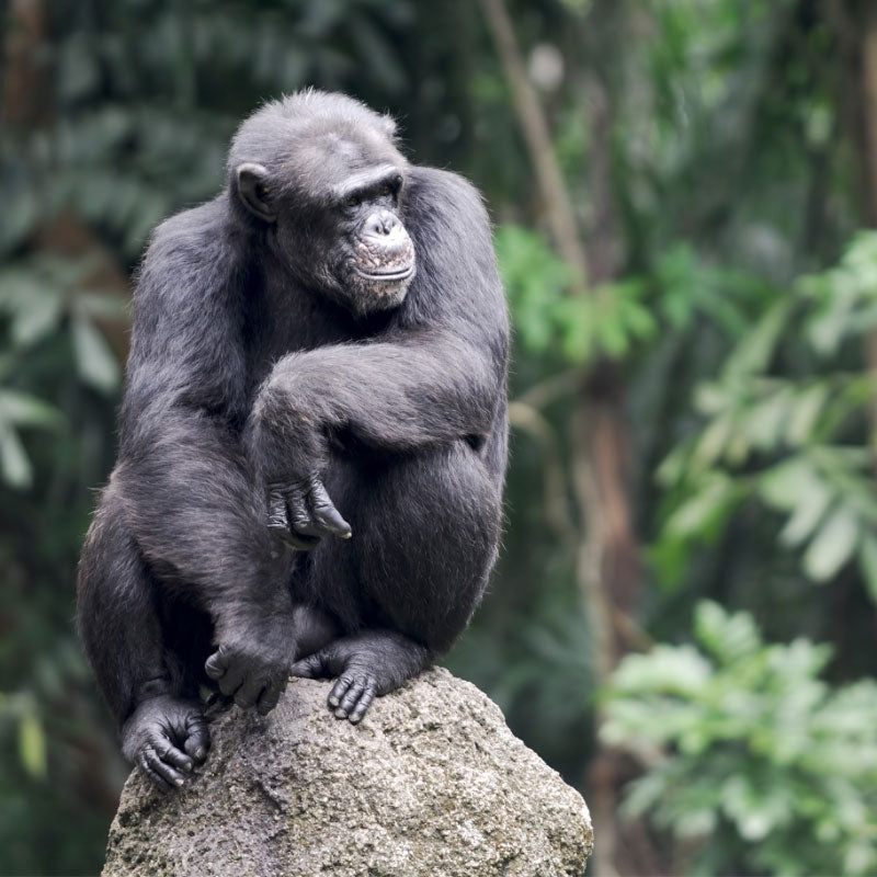 The Albertine Rift - Chimpanzee