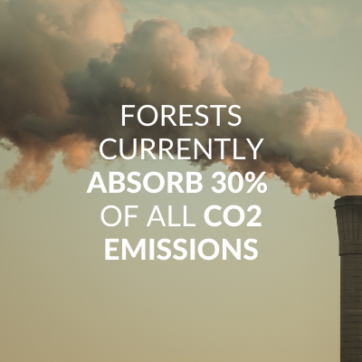 Forests currently absob 30% of call carbon dioxide emissions