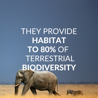Forests provide habitat to 80% of terrestrial biodiversity