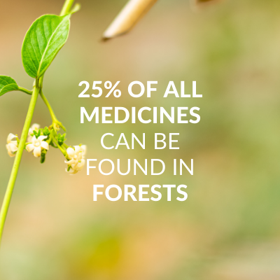 25% of all medicines can be found in forests