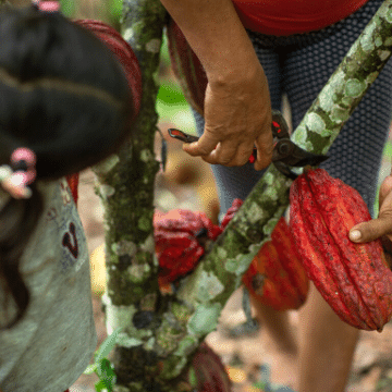 Cacao bean being harvested