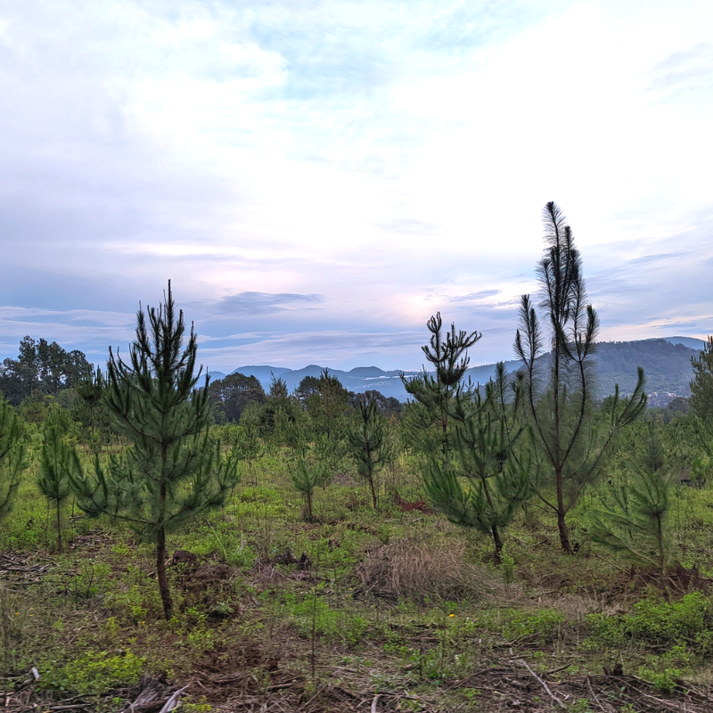 Trees planted for monarch restoration preventing landslides and soil erosion